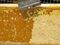 odviečkovanie medového plástu 